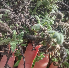 Phacelia ramosissima