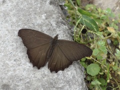 Satyrinae