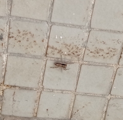 Menemerus bivittatus