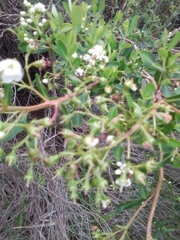 Escallonia megapotamica