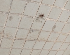 Menemerus bivittatus