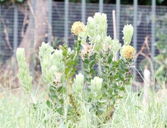 Leucospermum × hybridum