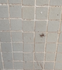 Menemerus bivittatus