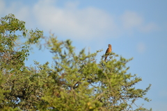 Cyanoloxia brissonii