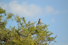 Cyanoloxia brissonii