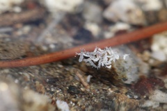 Collembola