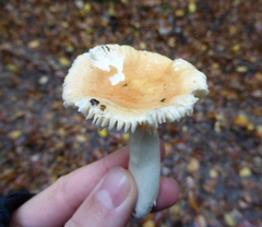 Russula fellea