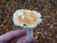 Russula fellea