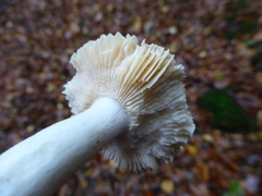 Russula fellea