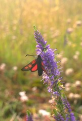 Zygaena viciae