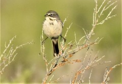 Artemisiospiza nevadensis