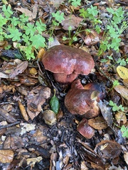 Xerocomellus dryophilus