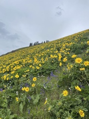 Balsamorhiza