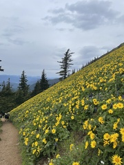 Balsamorhiza