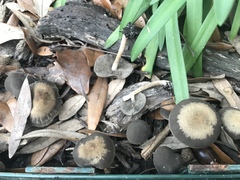 Panaeolus fraxinophilus