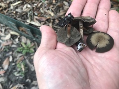 Panaeolus fraxinophilus