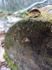 Pseudomerulius curtisii