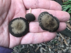 Panaeolus fraxinophilus