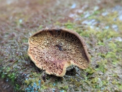 Pseudomerulius curtisii