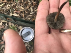 Panaeolus fraxinophilus