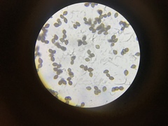 Panaeolus fraxinophilus