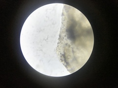 Panaeolus fraxinophilus