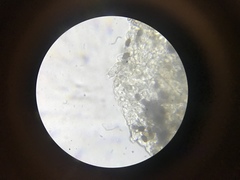 Panaeolus fraxinophilus