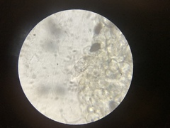 Panaeolus fraxinophilus