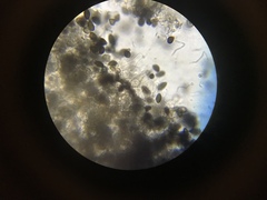 Panaeolus fraxinophilus