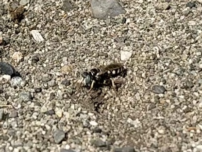 Philanthus pacificus