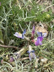 Astragalus patagonicus