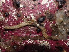 Chaetopterus variopedatus
