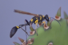Sceliphron asiaticum