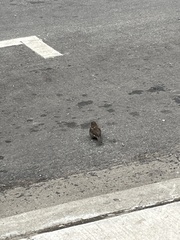 Passer domesticus