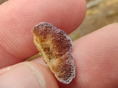 Trichaptum fuscoviolaceum