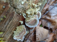 Trichaptum fuscoviolaceum