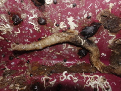 Chaetopterus variopedatus