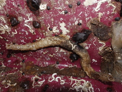 Chaetopterus variopedatus
