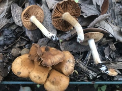 Cortinarius lewisii