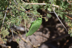 Amblycorypha