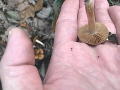 Cortinarius lewisii