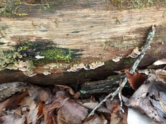 Trichaptum fuscoviolaceum