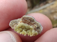 Trichaptum fuscoviolaceum