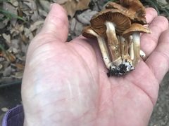 Cortinarius lewisii