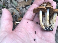 Cortinarius lewisii