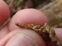 Trichaptum fuscoviolaceum