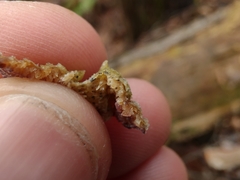 Trichaptum fuscoviolaceum