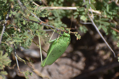 Amblycorypha