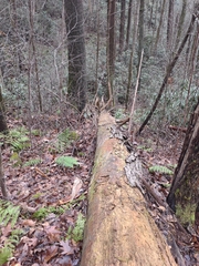 Trichaptum fuscoviolaceum