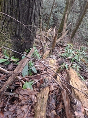 Trichaptum fuscoviolaceum